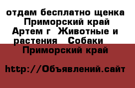 отдам бесплатно щенка - Приморский край, Артем г. Животные и растения » Собаки   . Приморский край